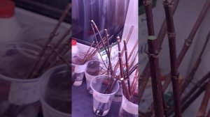 Зимнее черенкование метельчатых гортензий. 03.02.2024