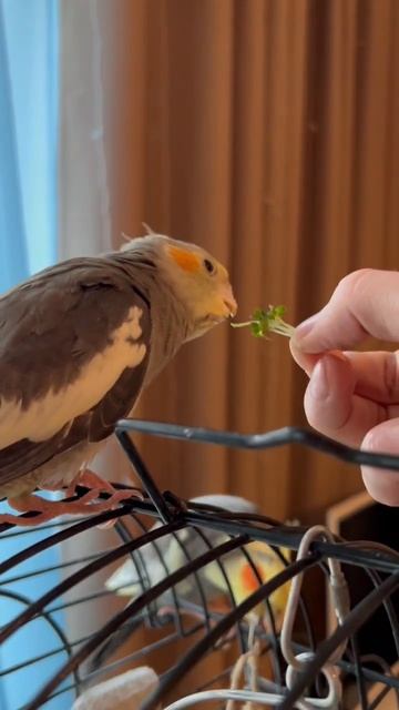 #птенец #корелла кушает #микрозелень #брокколи #cockatiel #microgreens #broccoli