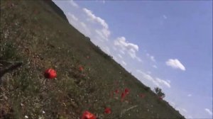 простой пилотаж выполняет дрессированная пчела