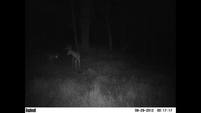 Trail Camera Pics 2012 смотреть онлайн