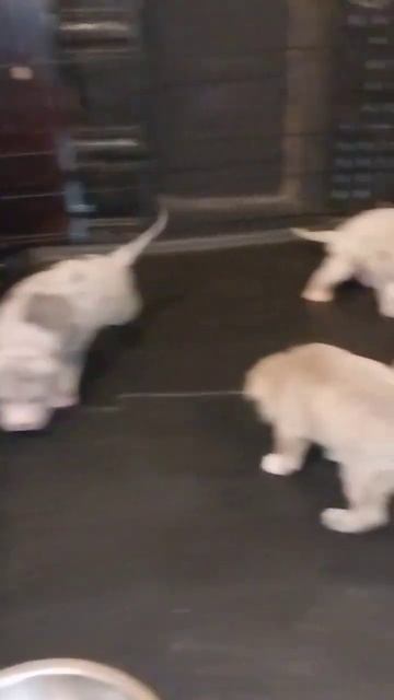 Deworming Day смотреть онлайн