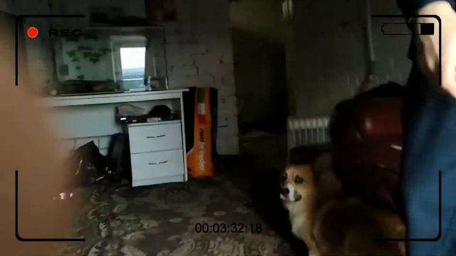 Вызвали Картун кета 😨 но, кроме него кто-то еще пришел... 😱 смотреть онлайн