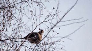 куртуйахтар