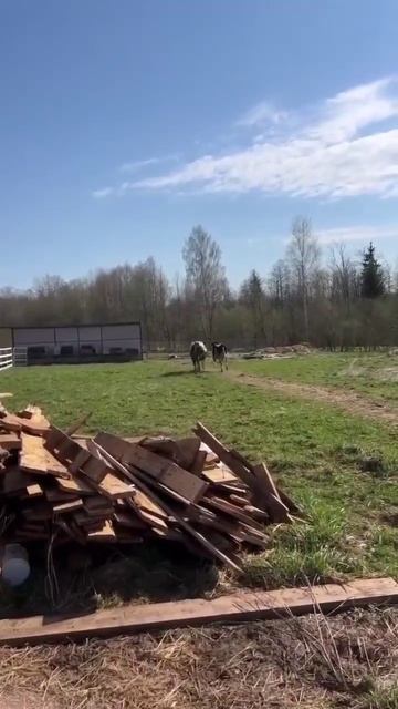 ПЕРВЫЙ ВЫГУЛ КОРОВ ПОСЛЕ ЗИМЫ | Веселые коровы танцуют смотреть онлайн