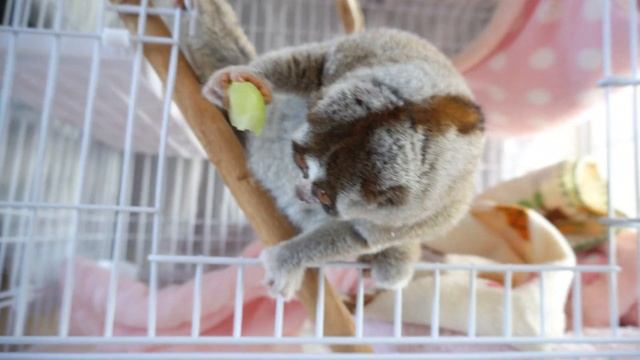 高級ぶどうを食べるスローロリスとこじろうの病気#301 смотреть онлайн