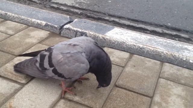 Голубь задремал смотреть онлайн