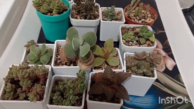 #мояколлекция Поговоримосуккулентах| Пересадка суккулентов ●☆▪︎☆▪︎☆ смотреть онлайн