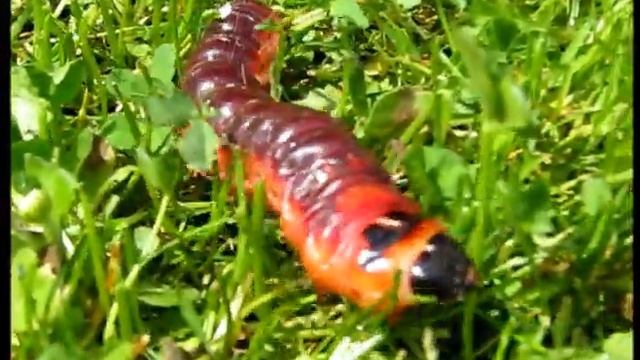 Housenka Drvopleň obecný a Damiánek 3 roky hodnotí housenku :-) смотреть онлайн