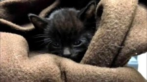 Котят посадили в клетку и выбросили на мороз. Они уже не надеялись на чудо!