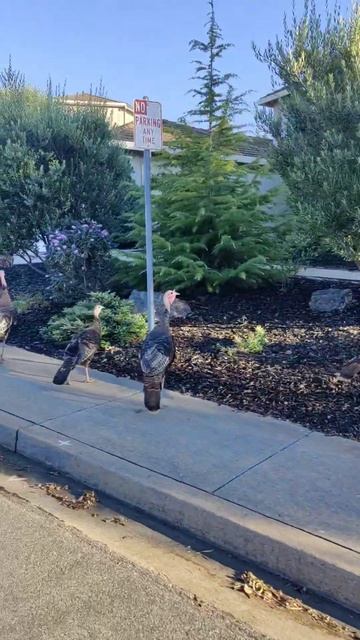 Красивые птицы чинно гуляют возле дома #shorts #птицы #прогулка #природа #настроение #нарезки #сша смотреть онлайн