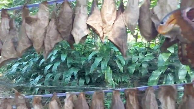 Giant moth (attacus atlas) besar смотреть онлайн