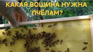 КАКАЯ ВОЩИНА НУЖНА ПЧЁЛАМ. МИФЫ И РЕАЛЬНОСТЬ