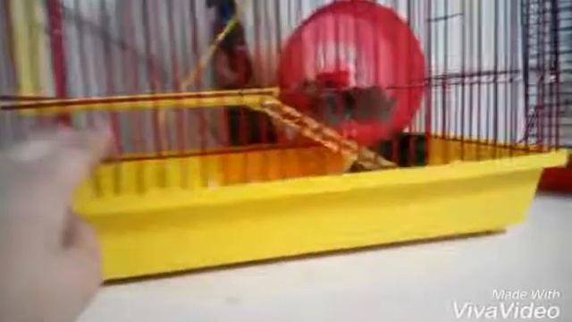 Хомяки переезжают! смотреть онлайн