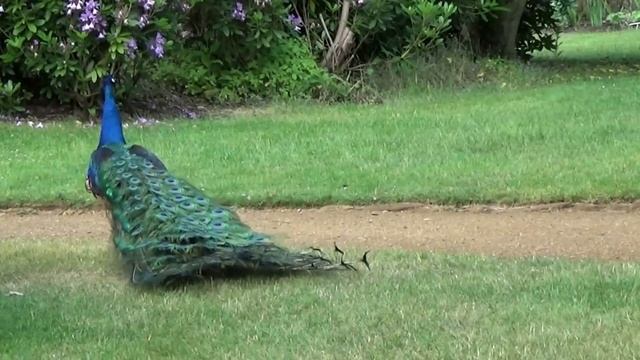 Павлины Швейцарского сада. Англия. Peacocks of the Swiss Garden. England. смотреть онлайн