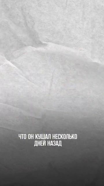 Здоровая собака = Голодная собака🤔 смотреть онлайн