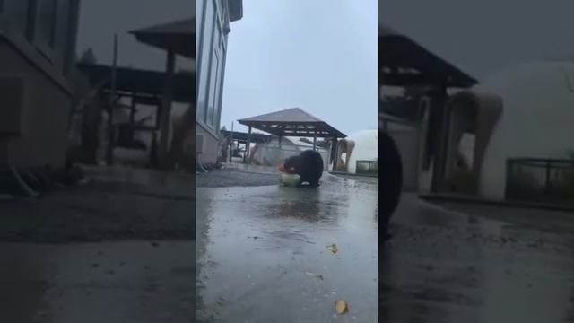 В Туле бобры проникли на продуктовый склад и втихаря наворовали продуктов. смотреть онлайн