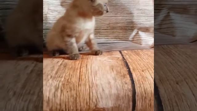 SILVERSNOWSTAR 🍦Cream Brule🍦 смотреть онлайн