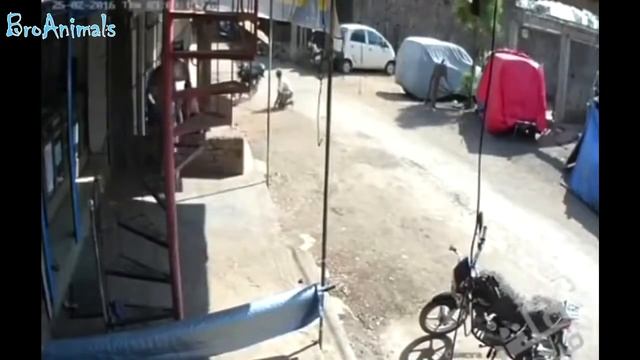 ПРИКОЛЫ С ОБЕЗЬЯНАМИ, ПРИКОЛЫ С ЖИВОТНЫМИ FUNNY MONKEYS, FUN WITH ANIMALS #481 смотреть онлайн