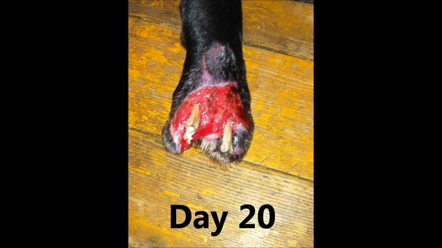 Tara Foot Injury смотреть онлайн