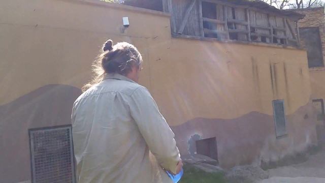 Orang-Utan Walter feiert im Zoo Dortmund seinen 26. Geburtstag смотреть онлайн