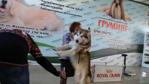 Племенной смотр