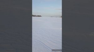 Где ночуют тетерева зимой