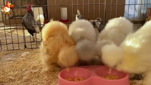 Идеальное птицеводство достойно восхищения 🐓🦆🦢🦚🦃🐔 эпизод (2)