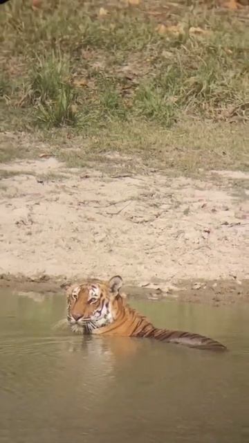 #tigerking #nature #wildlifephotography #trending #viral #shorts