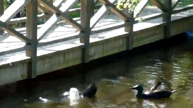 Уточка смотреть онлайн