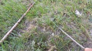 Гюрза дагестанская