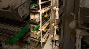 пластиковые клетки для перепелов. Нашëл минус.