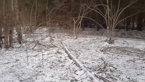 В зимнем лесу — сделано в Clipchamp