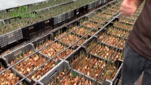 ВЫСАДКА ТЮЛЬПАНОВ 🌹 Гидропоника или грунт_