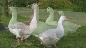 Гусь🪿🪿Звуки и фотографии гуся