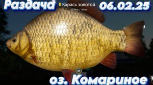РР4. Раздача. Караси золотой и серебряный. Оз. Комариное