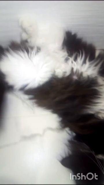 Тепло,светло и мухи не кусают.Царская жизнь! смотреть онлайн