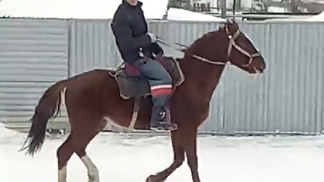Жорға Иноходец Айғыр