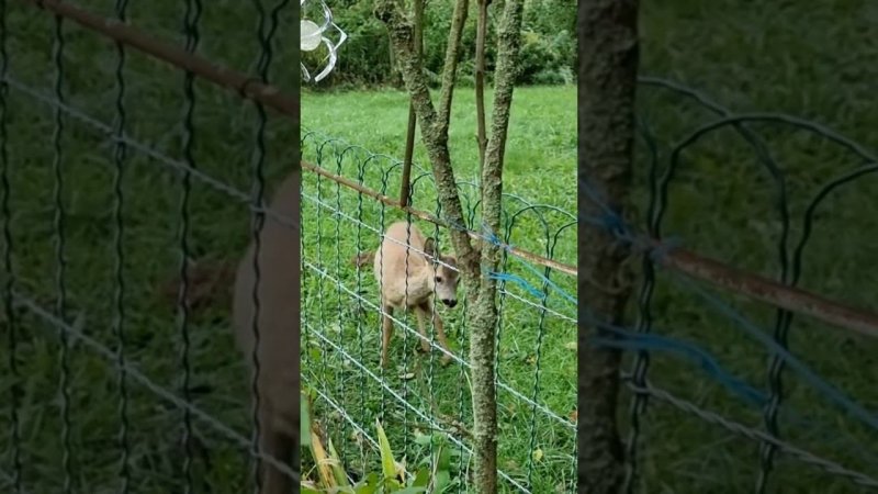 Косуленок встреча со мной, Реакция #дикаяприрода #trailcamfootage #wildlife #trailcamera #nature