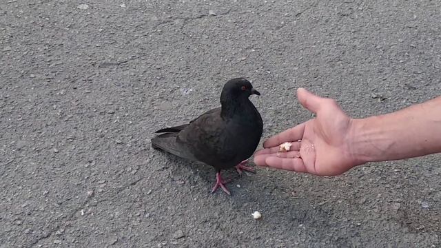 Блезарукость у голубя 2! смотреть онлайн