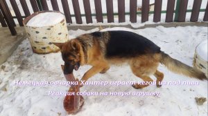 Немецкая овчарка Хантер играет кегой из под пива.Реакция собаки на новую игрушку.Это и есть счастье