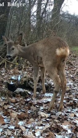 Ну кто там, так... #животные #wildlife #дикаяприрода #trailcamera #тикток #trailcamfootage #animals