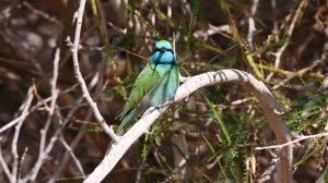 Merops orientalis (cyanophrys)