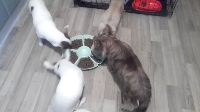 Как едят чихуашки))) смотреть онлайн