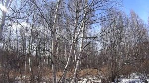 глухари размножаются и это радует👍