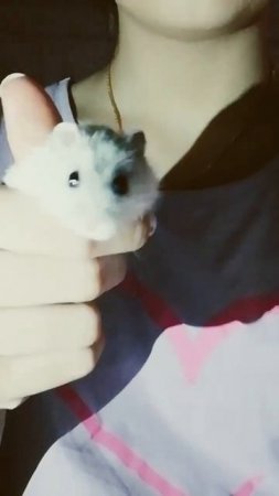 Вот так и меня называют 🥺💗🥰🥰 но... я Рома-Ромашка 🐹🍪🥺