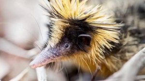 Tenrecs use - Quills To -Communicate #The streaked Tenrecs Animals of the week