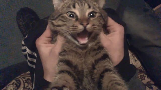 смотреть всем марсик.mp4 смотреть онлайн