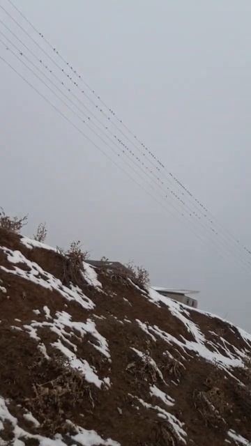 много щегол литает смотреть онлайн