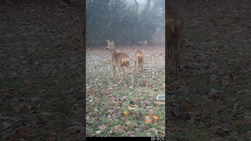 Встрехнулись, почесались, косульки #nature #wildlife #дикаяприрода #trailcamera #birds #deer