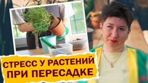 СТРЕСС У РАСТЕНИЙ ВО ВРЕМЯ ПЕРЕСАДКИ. КАК ИЗБАВИТЬСЯ? #растения #сад #огород